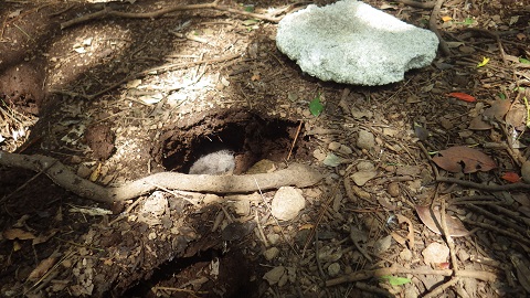 巣穴の中に雛を発見