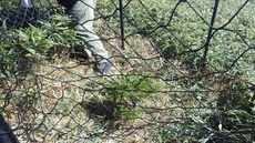 ササ刈り後のトウヒ稚樹