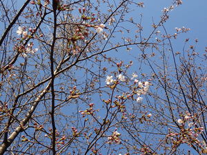 ぽつりぽつりと咲き始めた桜