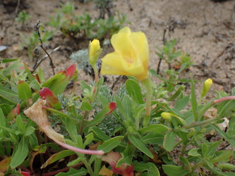 ふんわりとした黄色の花を咲かせるコマツヨイグサ