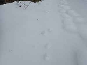 雪の上に残されたウサギと人の足跡