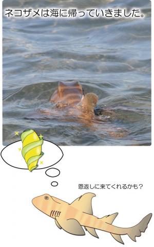 海に帰るネコザメ