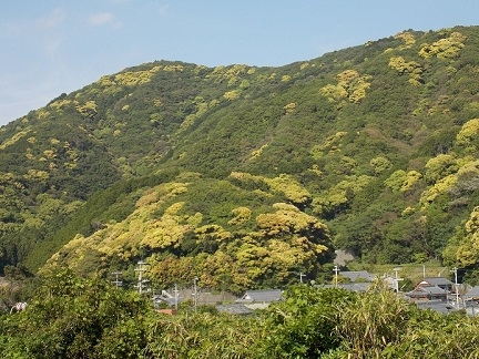 シイの花と、新緑の色合い豊かな海岸沿いの山