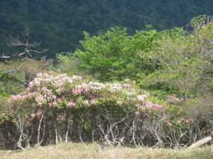 【5月下旬　日出ヶ岳】