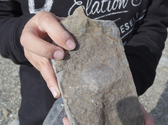 参加者が発見した貝の化石