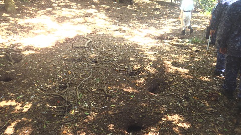 オオミズナギドリの巣穴