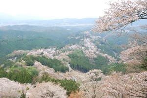 吉野山の桜風景