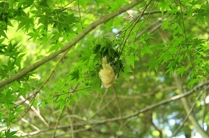 モミジの葉にモリアオガエルの卵塊