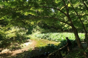 木道を歩きあじさい池を観察