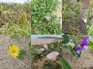 丹後砂丘で見られたたくさんの海浜植物