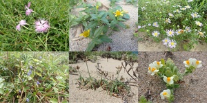 丹後砂丘で見られる初秋の海浜植物