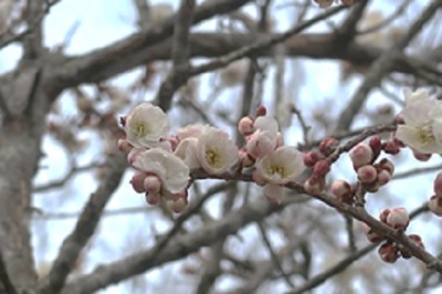 生石公園の梅の花　満開はもう少し先？