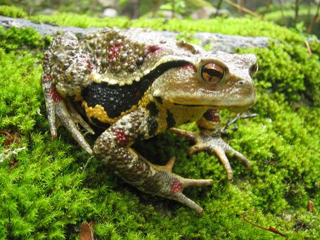 アクティブ レンジャー日記 近畿地区 登山道あれこれ 動物