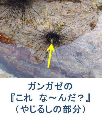 ガンガゼの 『これ な～んだ？』【その他】 | 近畿地方環境事務