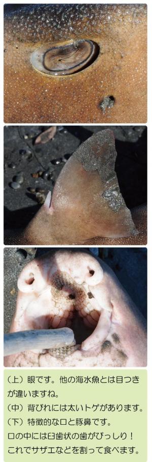 （上）サメに解特徴的な細い眼（中）背びれには太いトゲがあります。（下）特徴的な口と豚鼻。臼歯状の歯でサザエなどを割って食べます。