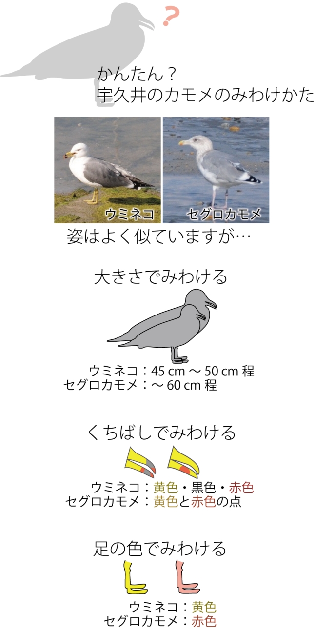 アクティブ レンジャー日記 近畿地区 鳥調査 続 珍しいカモメ 動物