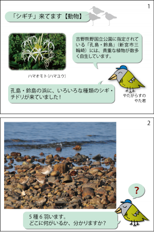 吉野熊野国立公園に指定されている「孔島・鈴島」（新宮市三輪崎）には、ハマオモト（ハマユウ）などの貴重な植物が多数多く自生しています。その久島・鈴島の浜にいろいろな種類のシギ・チドリが来ていました！写真には5種類6羽のシギチドリがいます。どこに何がいるか、分かりますか？