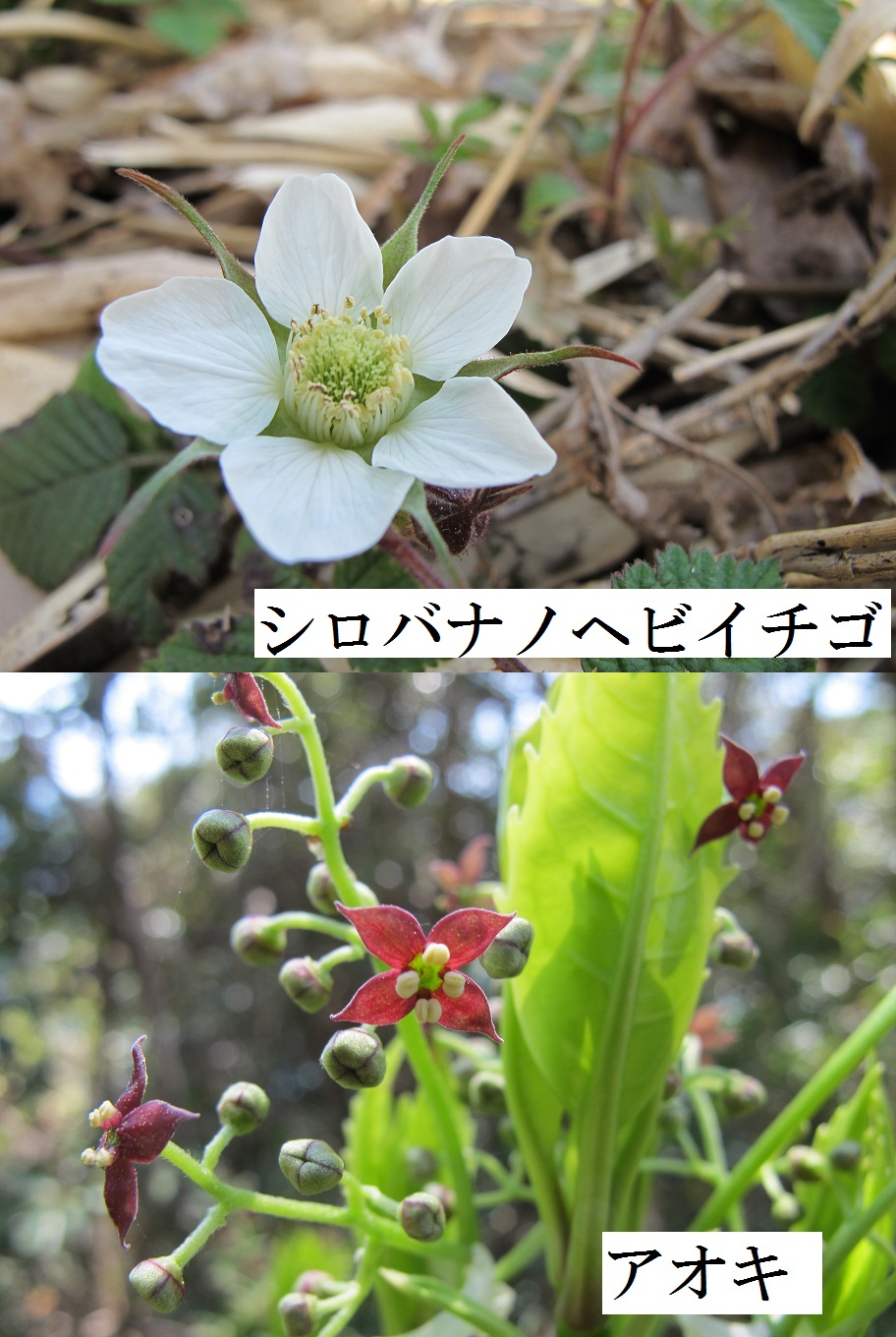 アクティブ レンジャー日記 近畿地区 山陰海岸国立公園 竹野