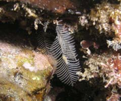 アクティブ レンジャー日記 近畿地区 とりあえずはリムーバーとお湯とお酢 生物