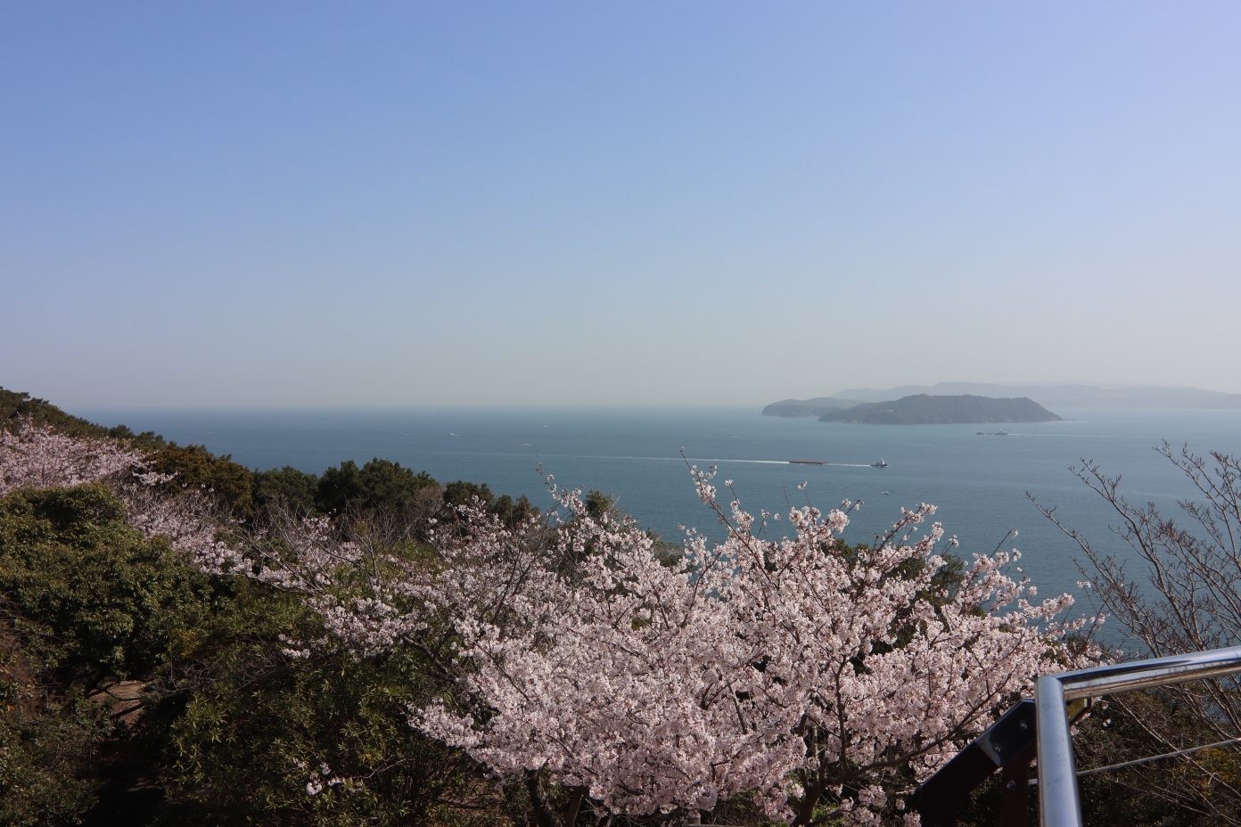 紀淡海峡と桜
