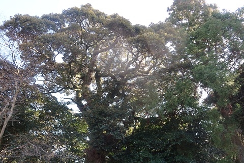 寺内に残る樹木