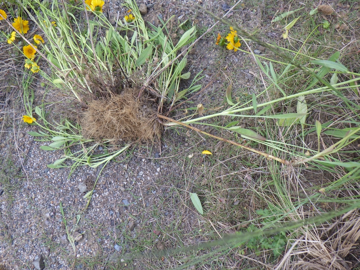 古い地下茎から多数の芽が出ています