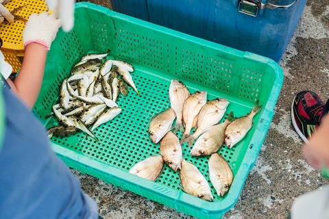 魚種ごとに分けられた魚