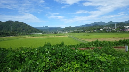 観察場所となる水田地帯