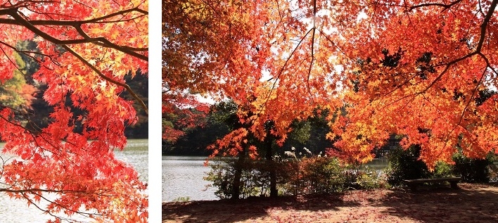 過去の再度公園の紅葉の写真