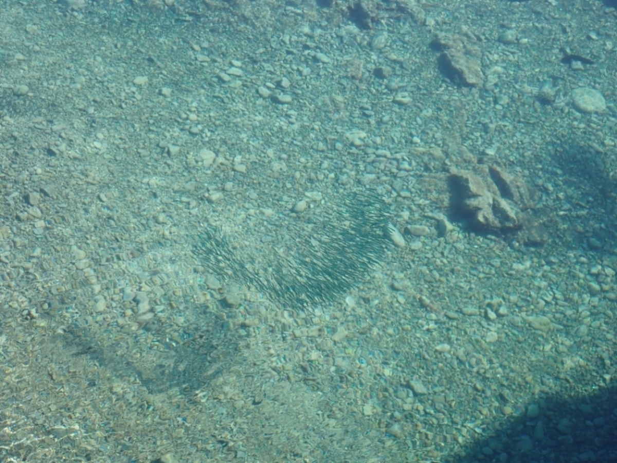 小魚の群れ