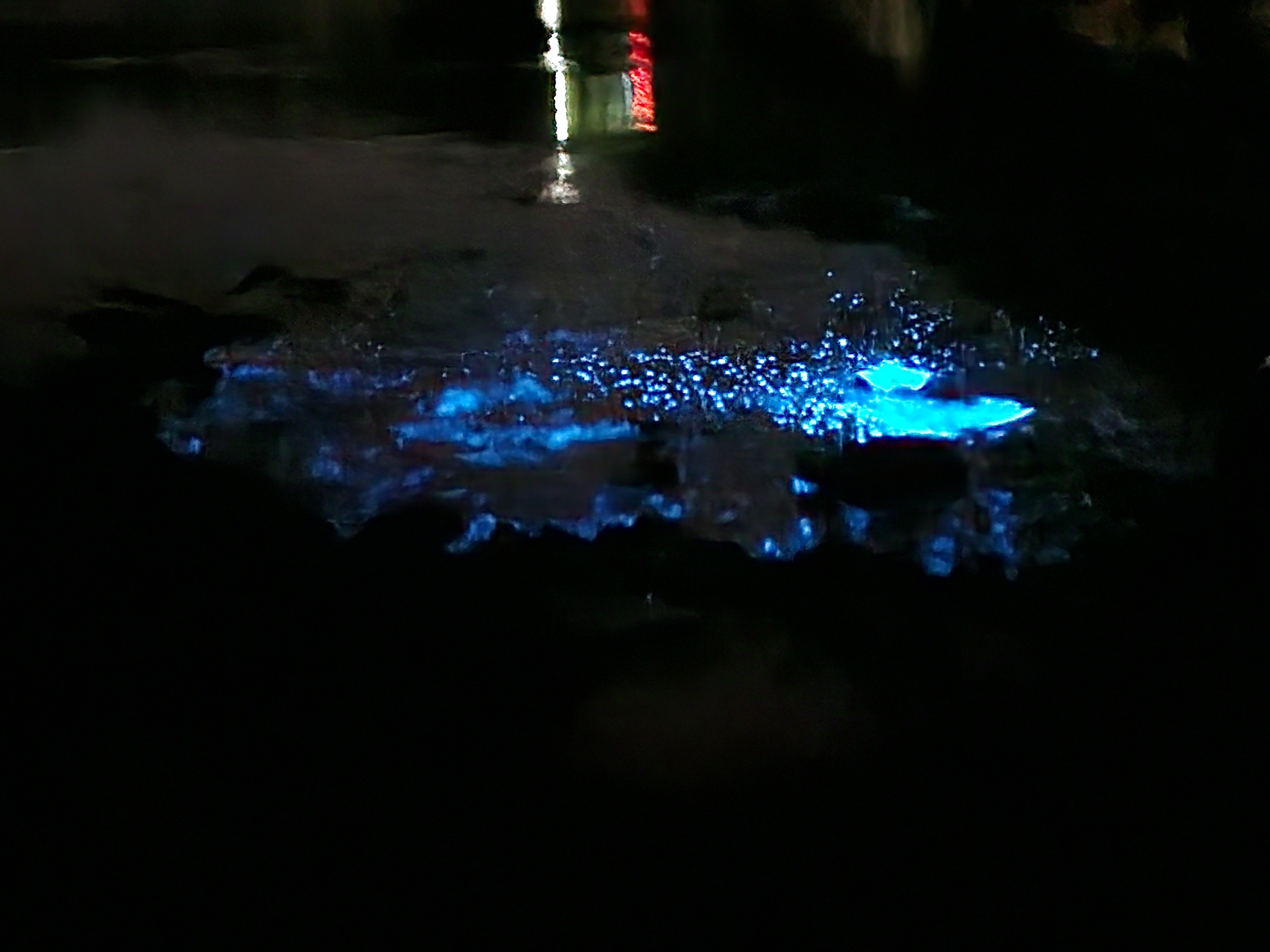夜光虫の光