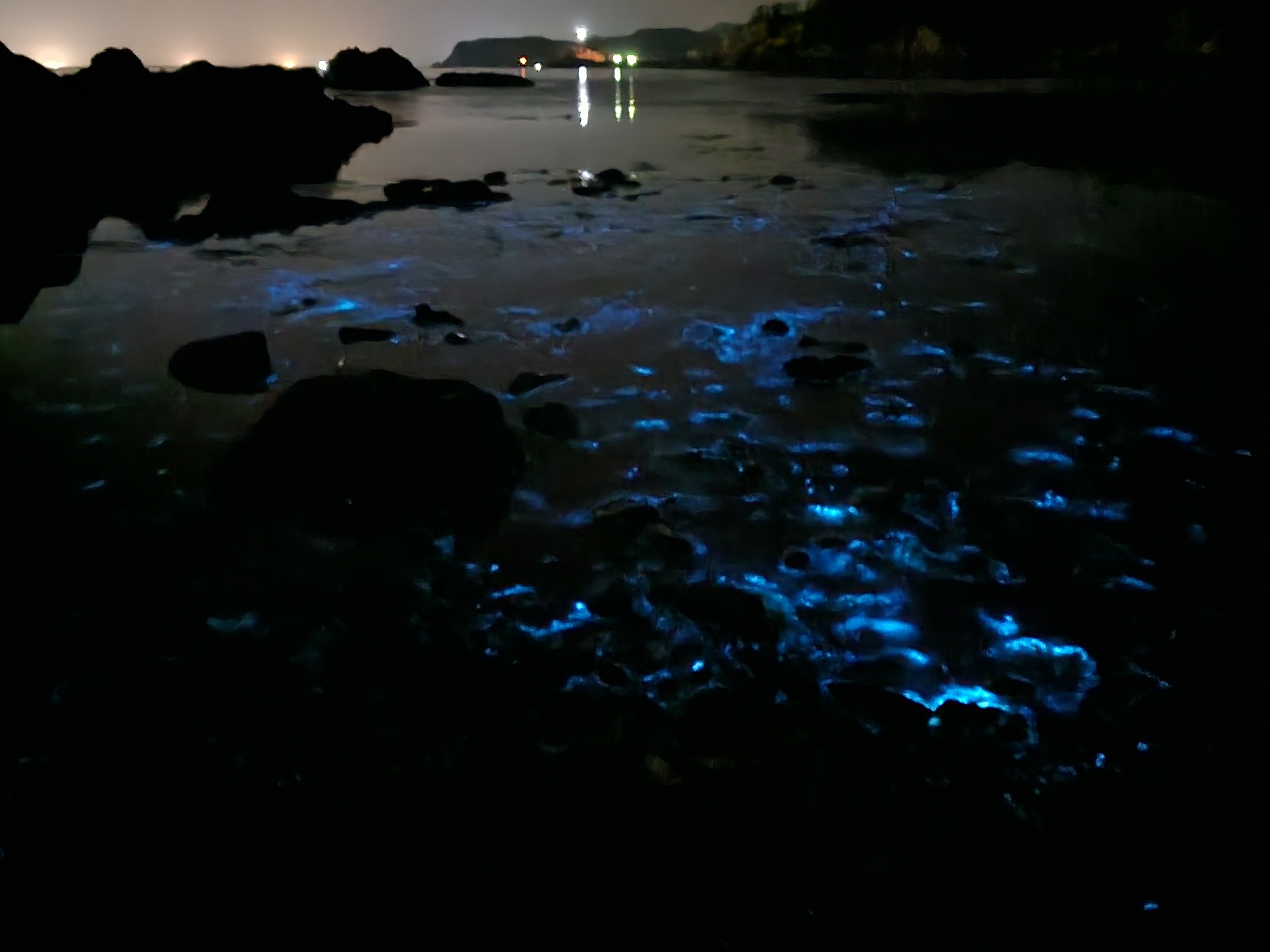 夜光虫の光