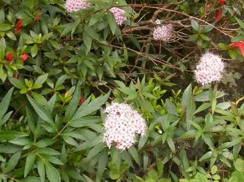 ドロシモツケの花