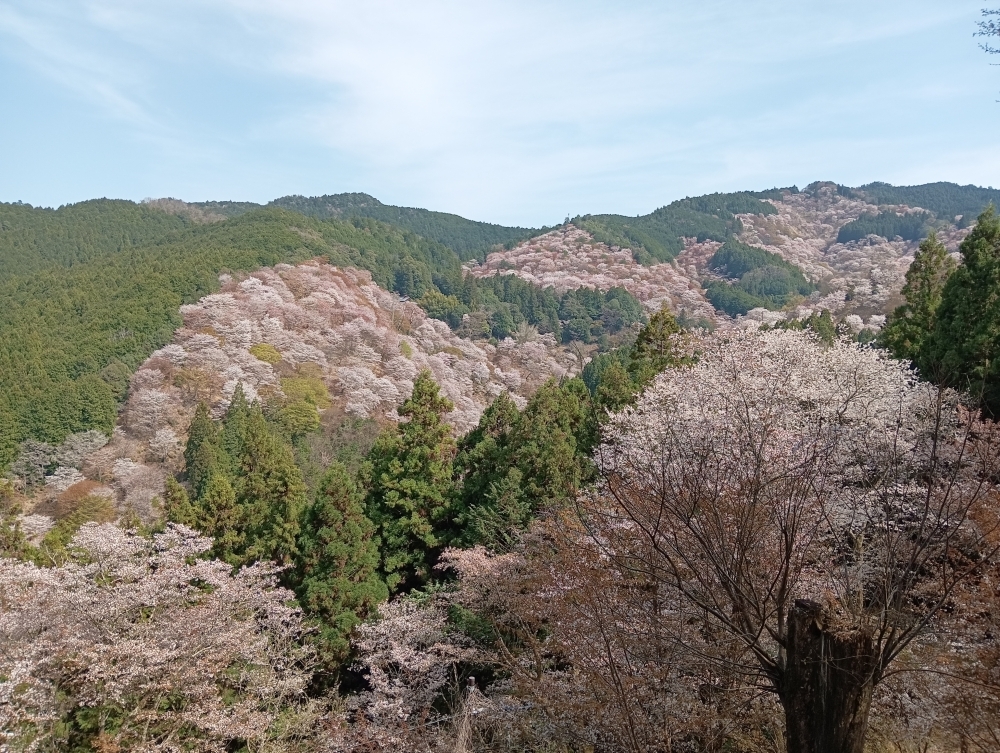 春の吉野山