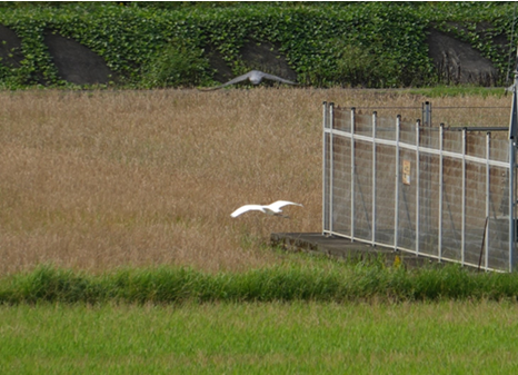 チュウサギに追いかけられるハヤブサ