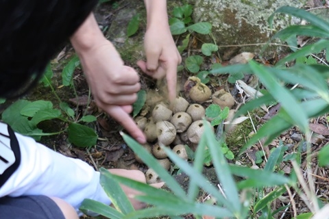 ホコリタケというキノコをつつく子ども達の様子