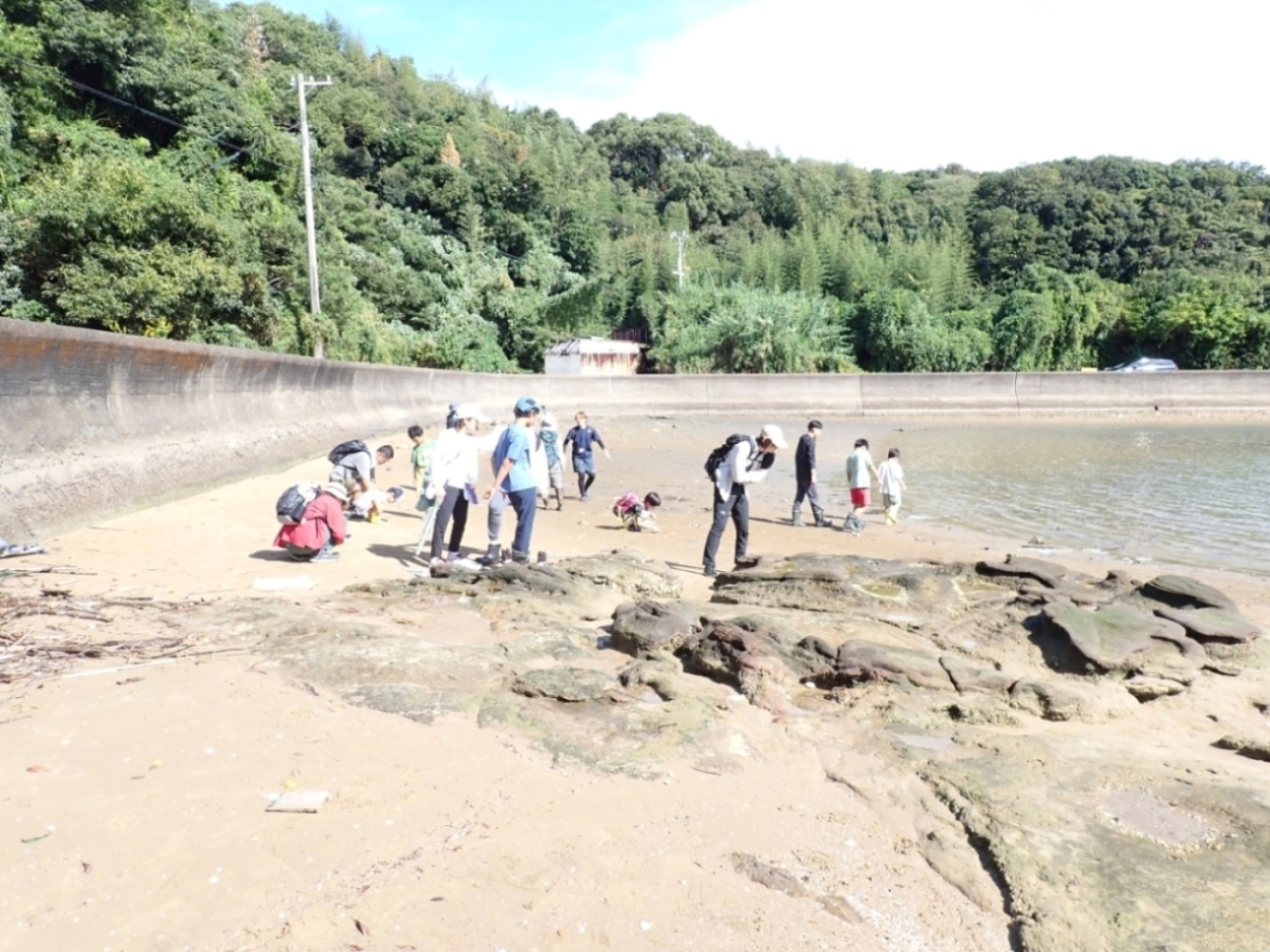 鳥の巣半島で観察