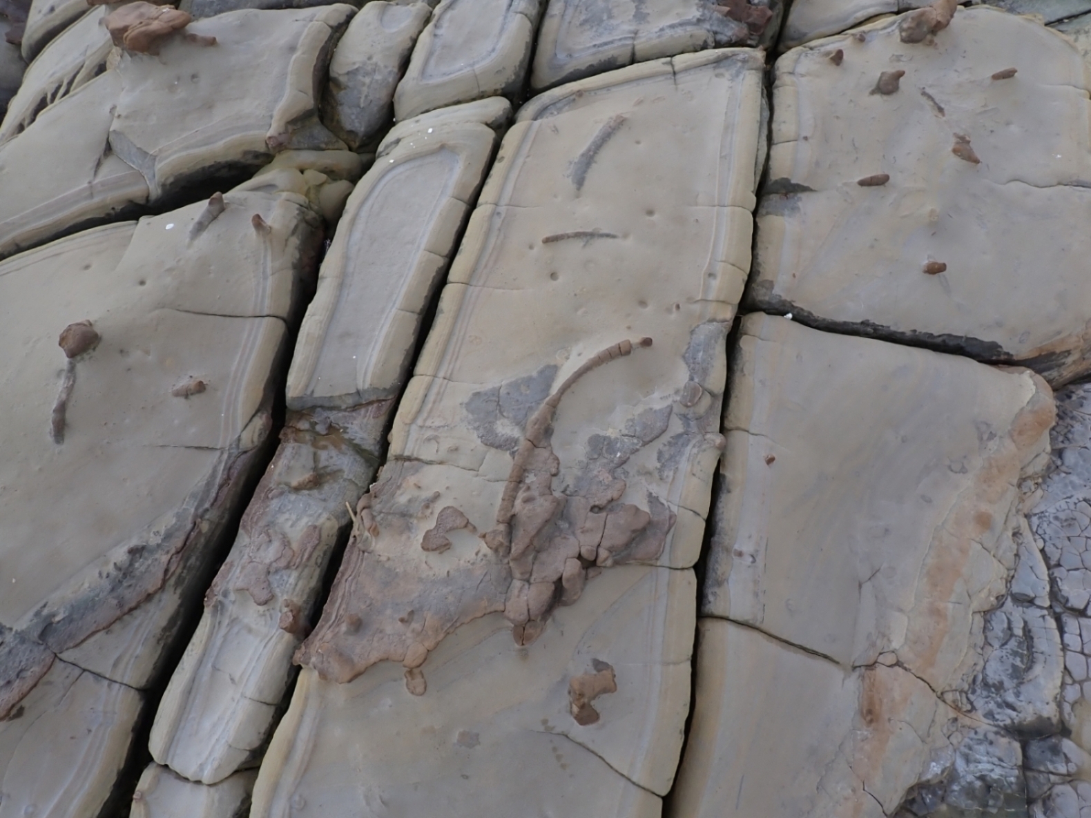 鳥の巣半島の磯の様子