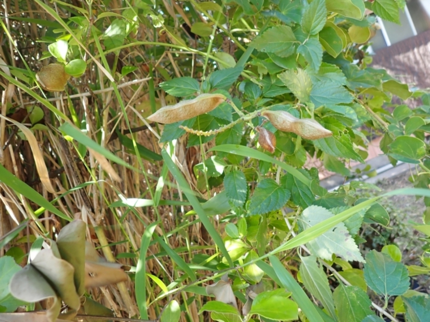 ハカマカズラがからまっている