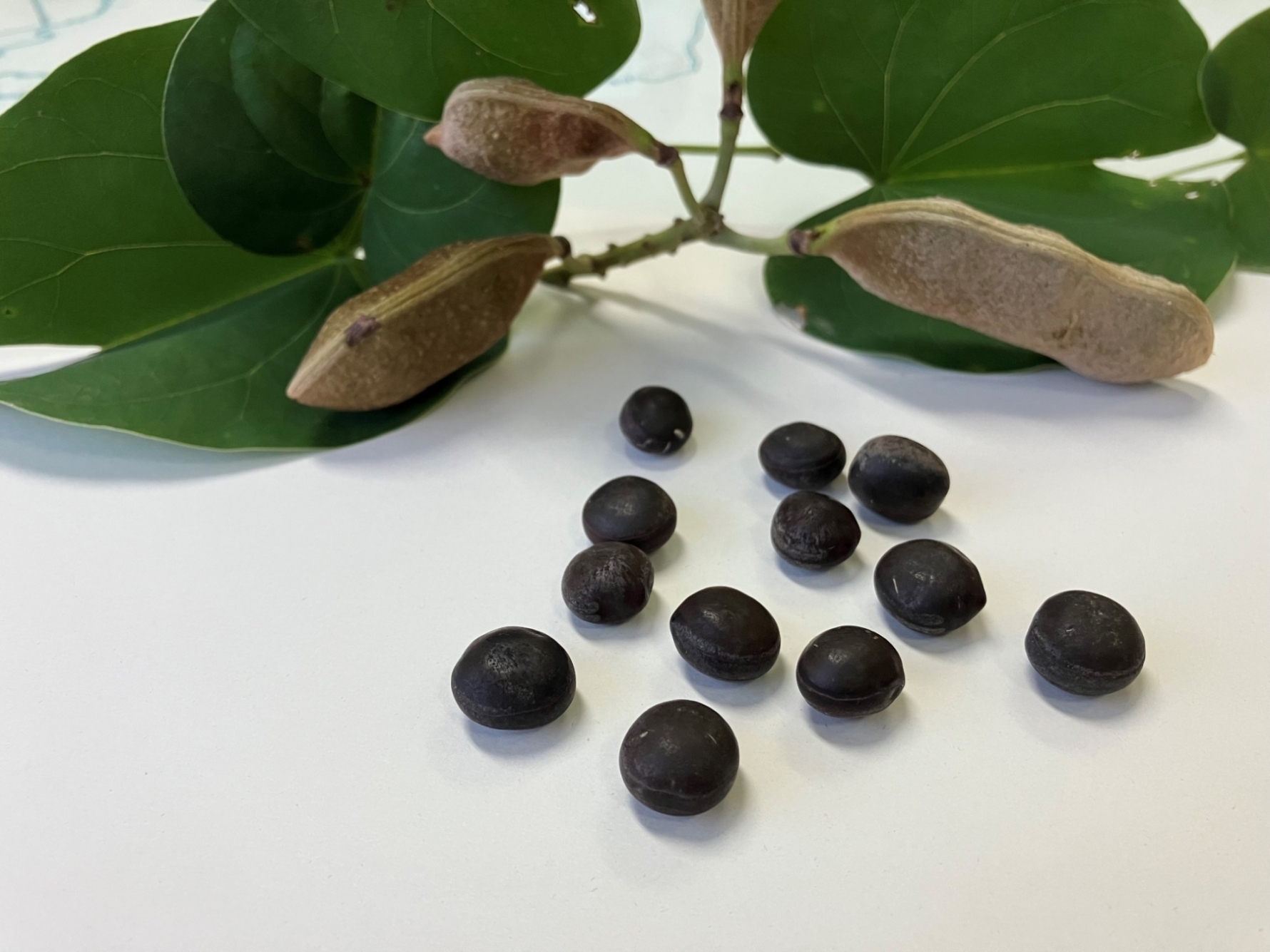 ハカマカズラの実と房