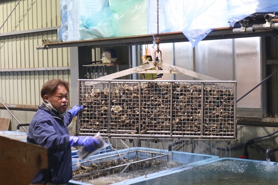 水揚げした牡蠣の前で牡蠣養殖の説明を受ける様子