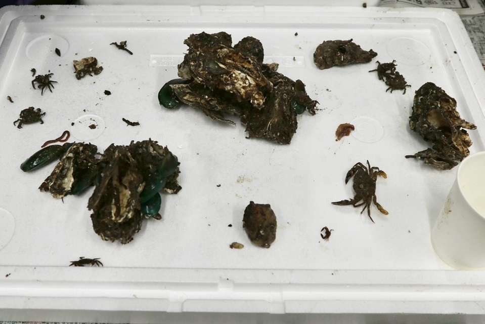 牡蠣殻についていた海の生きものたち