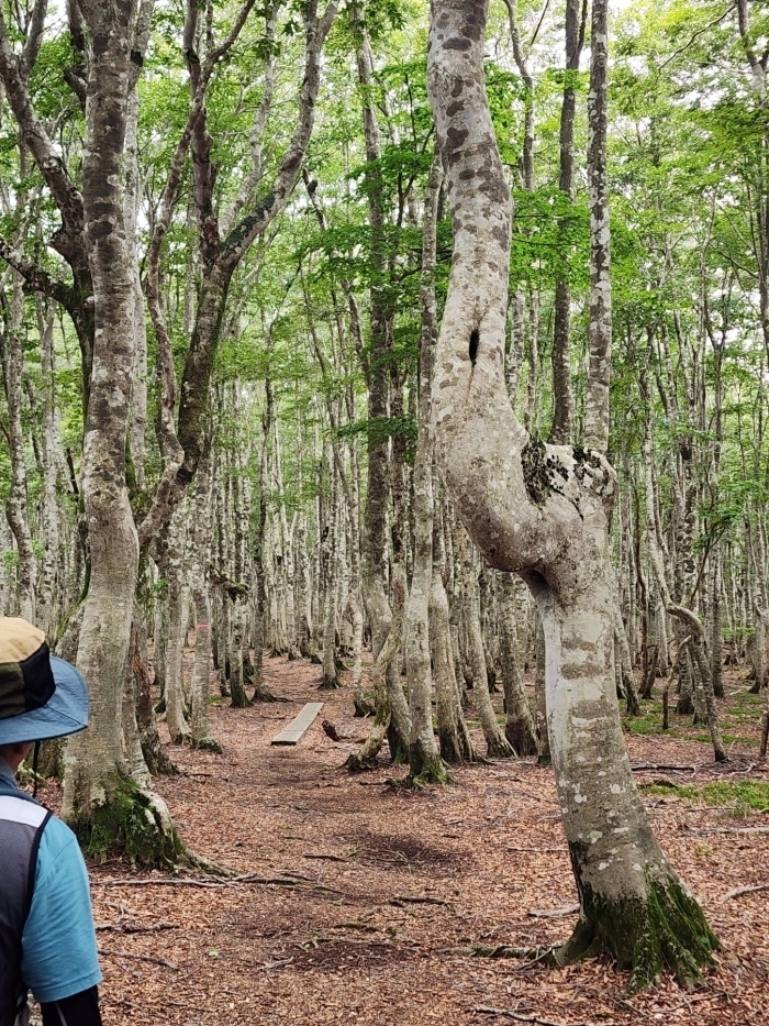 ブナ林内の登山道