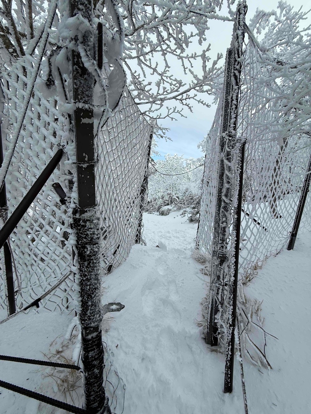 開通した防鹿柵