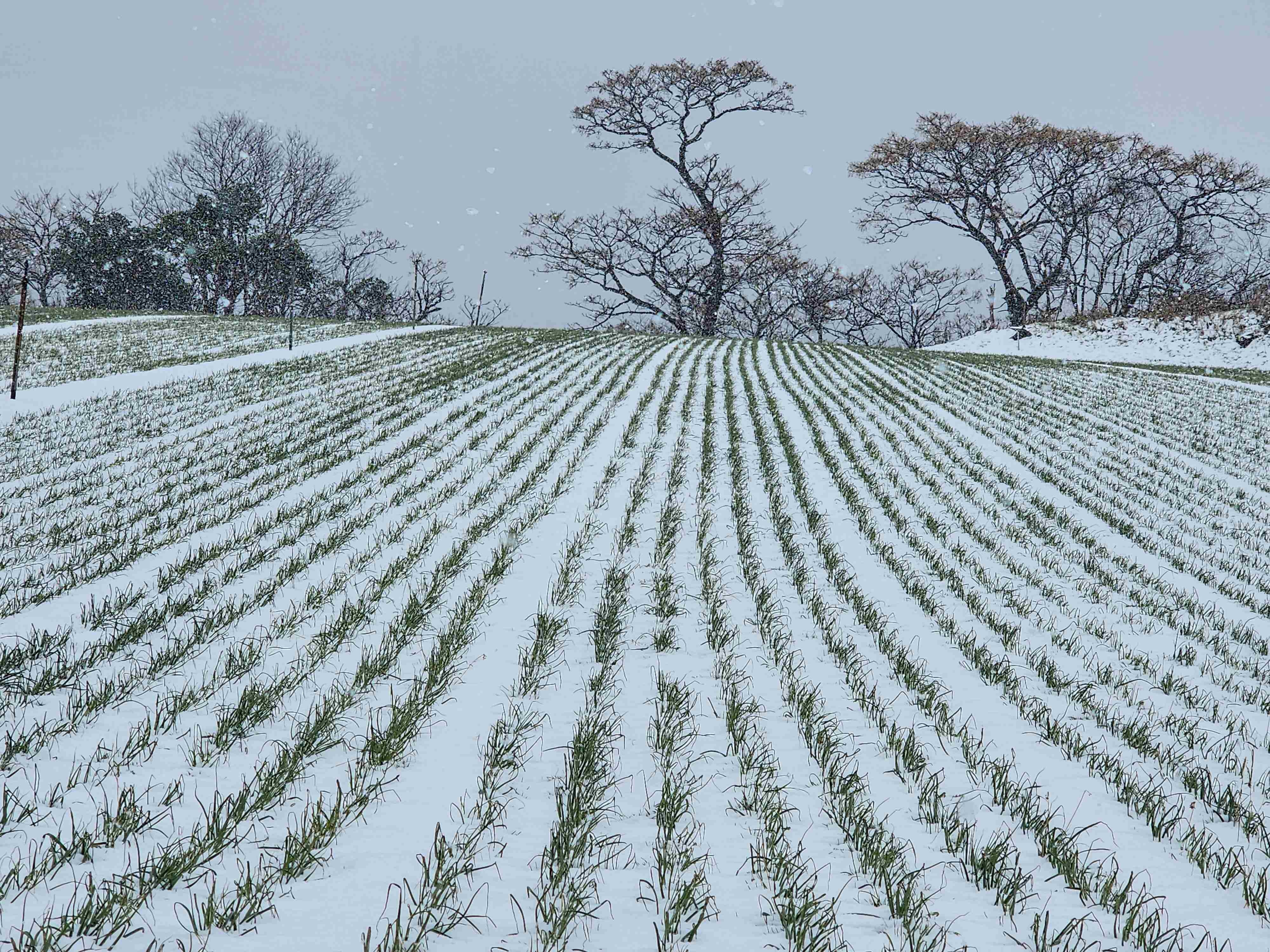 雪が積もったラッキョウ畑