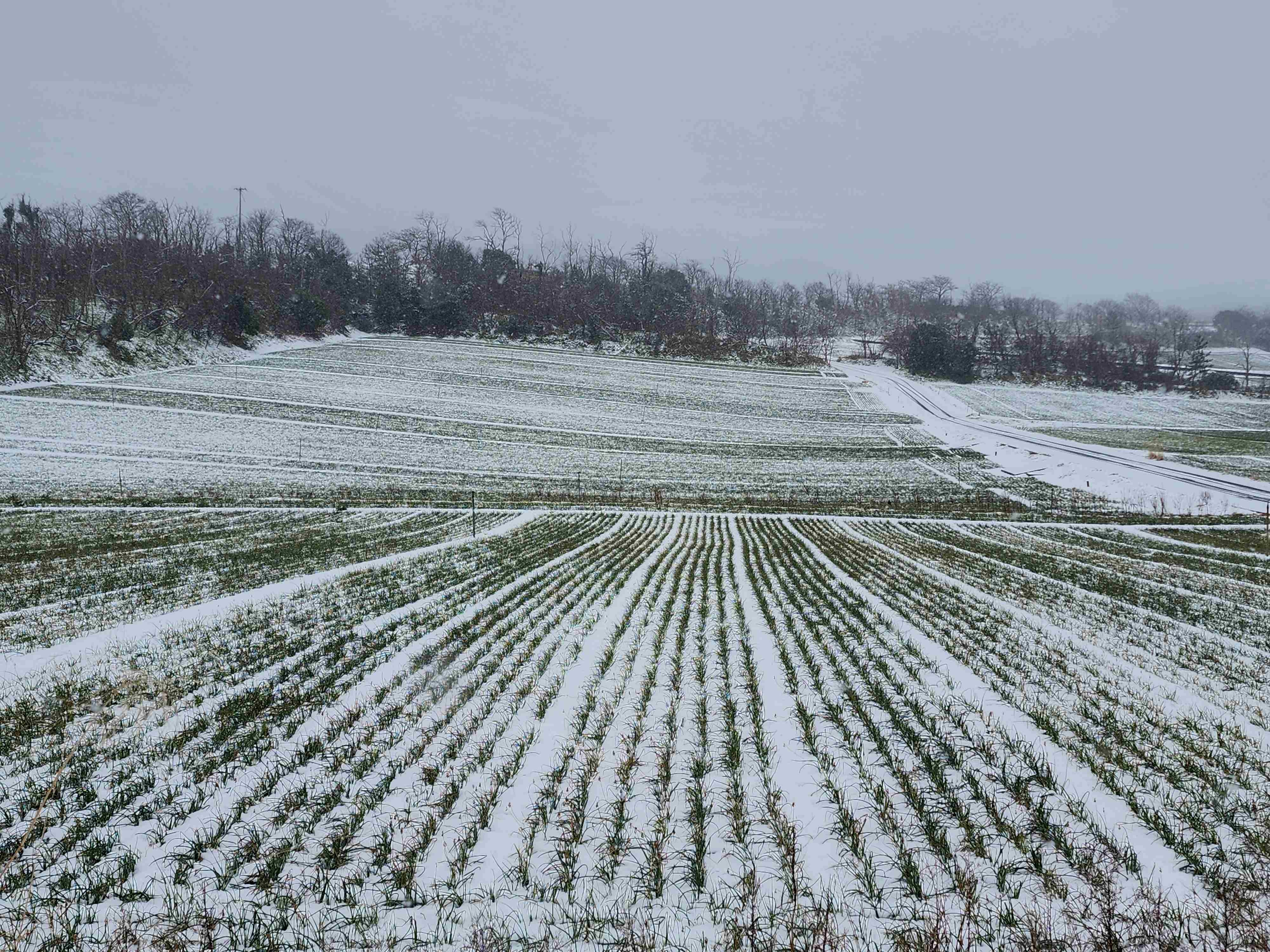 雪が積もったラッキョウ畑