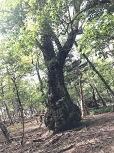 ミズナラ巨木