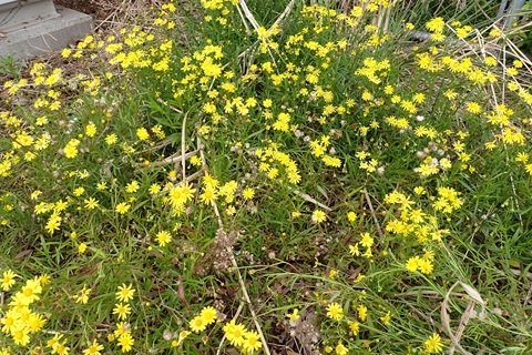 地表一面に繁茂するナルトサワギク