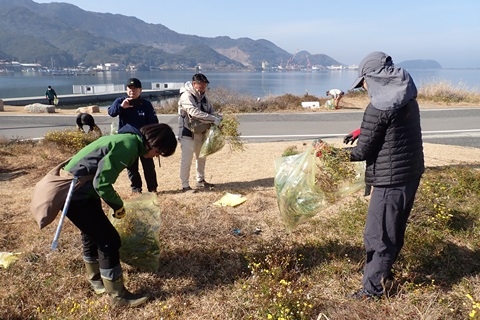 スタッフ総出で、ナルトサワギクを抜く様子