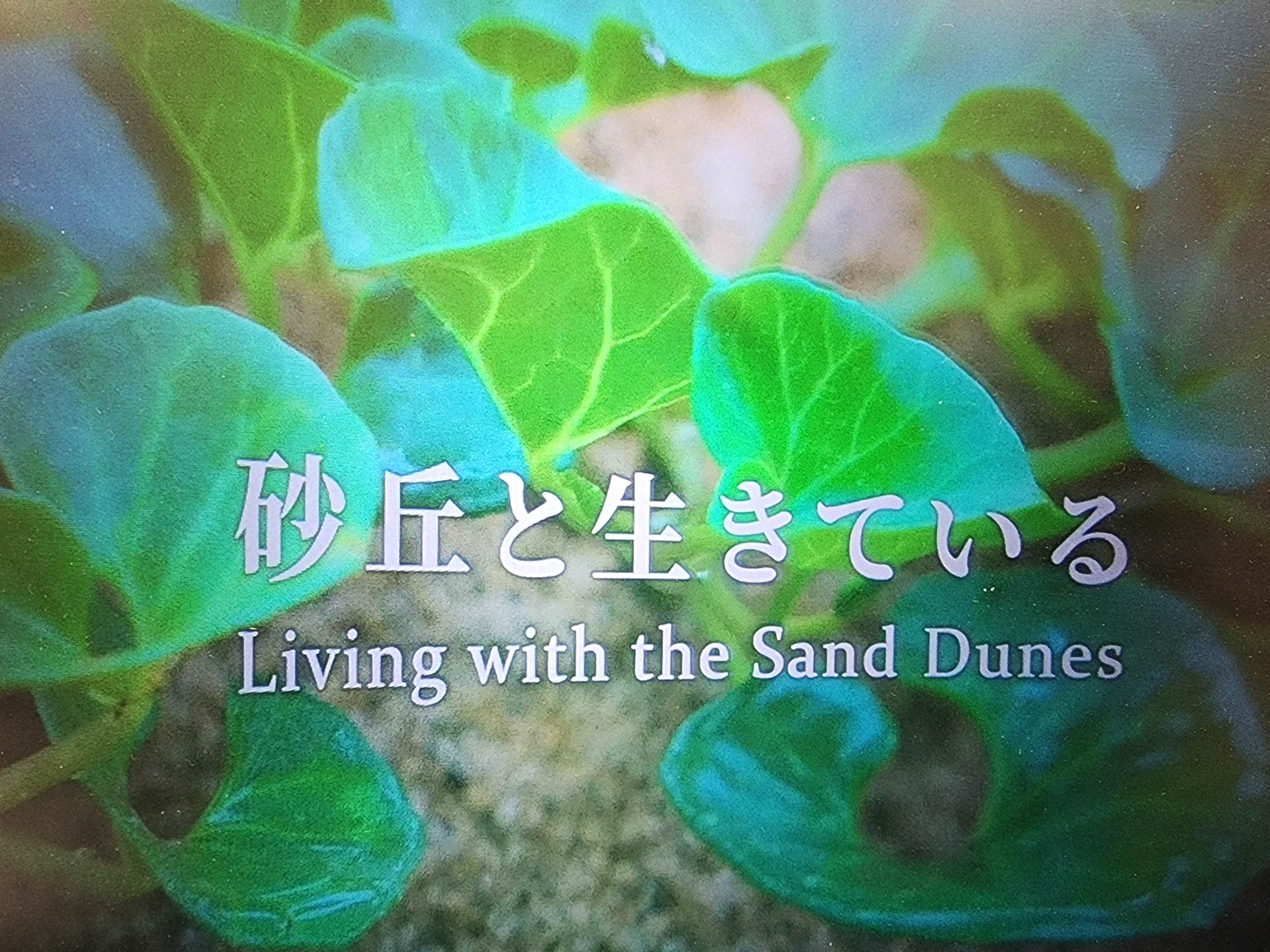 新たな映像のタイトル